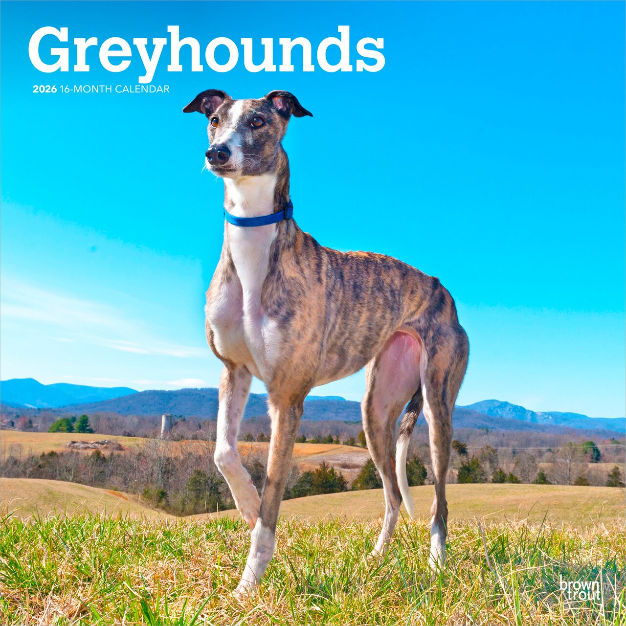 Greyhounds | 2026 12 x 24 Inch (Hanging) Monthly Square Wall Calendar | Plastic-Free